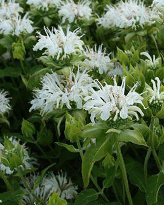 Monarda 'SNOW WHITE' 